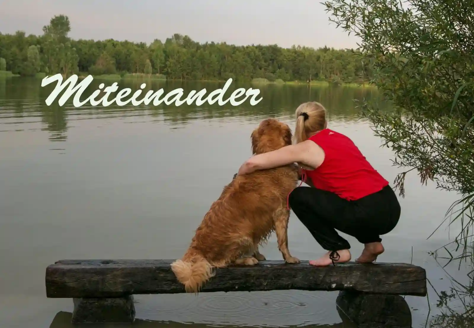 helga 4 fehlende hunde