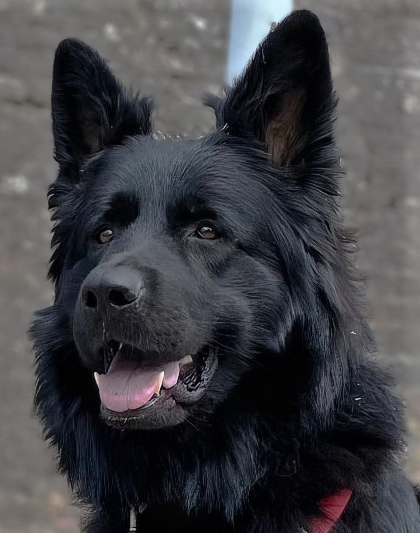 meine Tiere 10